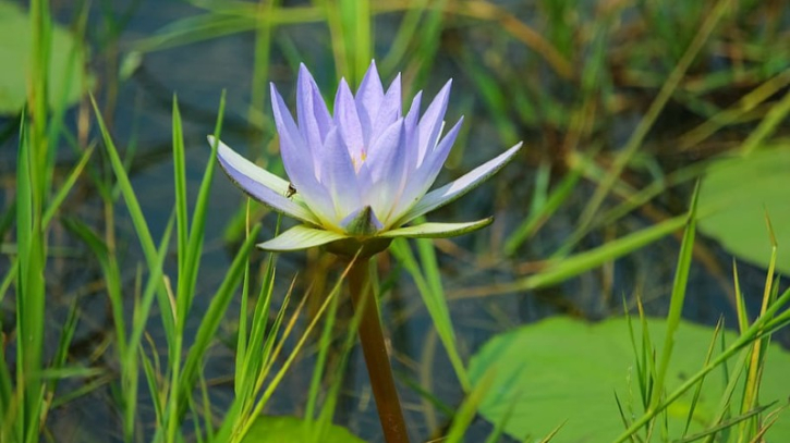 শাপলা ফুল