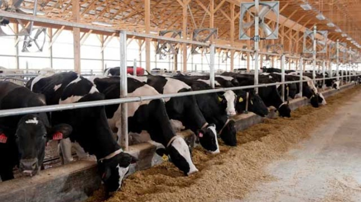 Bird flu detected in US dairy cattle