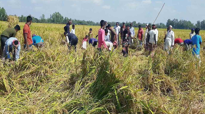 Youths help poor farmer cut Aman paddy voluntarily in Gobindaganj