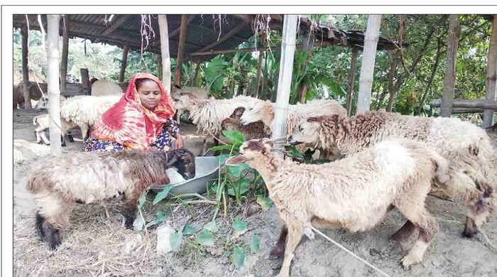 Effort being materialized for producing improved variety sheep in  Gaibandha Char