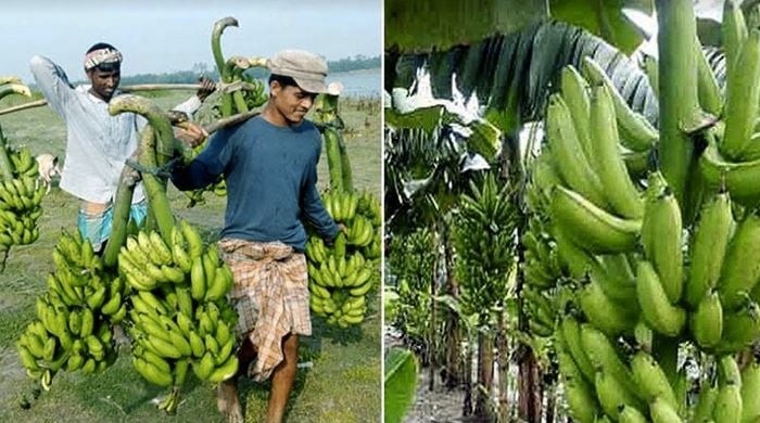 Banana cultivation becomes highly profitable in Rangpur